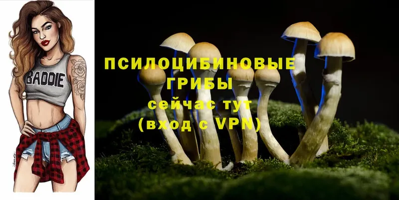 Псилоцибиновые грибы Psilocybe  ссылка на мегу ССЫЛКА  Северск 